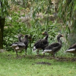 DSC_0069.jpg